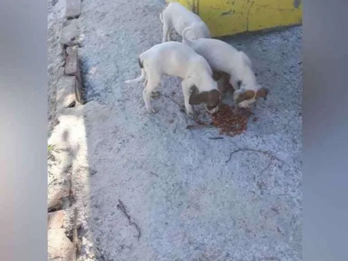 Cachorro raça Srd idade 2 a 6 meses nome Filhotes