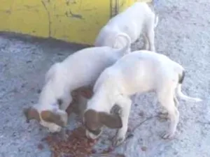 Cachorro raça Srd idade 2 a 6 meses nome Filhotes