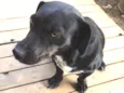 Megue 