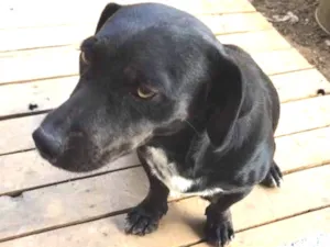 Cachorro raça Basset com viralata idade  nome Megue 