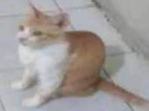 Gato ra a Srd idade 6 ou mais anos nome Pequeno ou Pepito