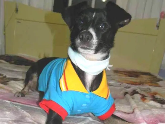 Cachorro ra a Srd idade 1 ano nome Nino
