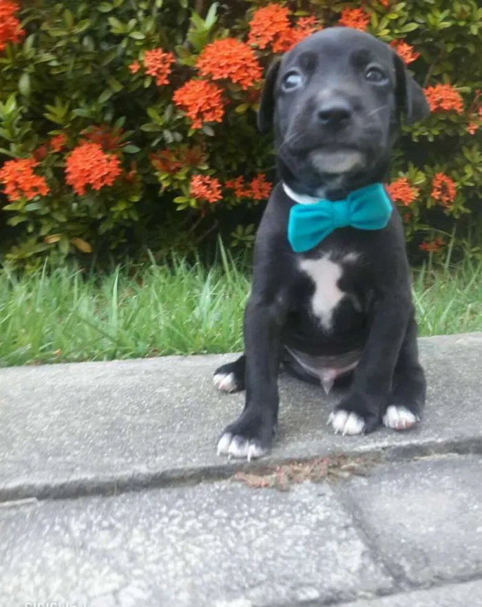 Cachorro ra a Sem Raça Definida. idade Abaixo de 2 meses nome Sem Nome...