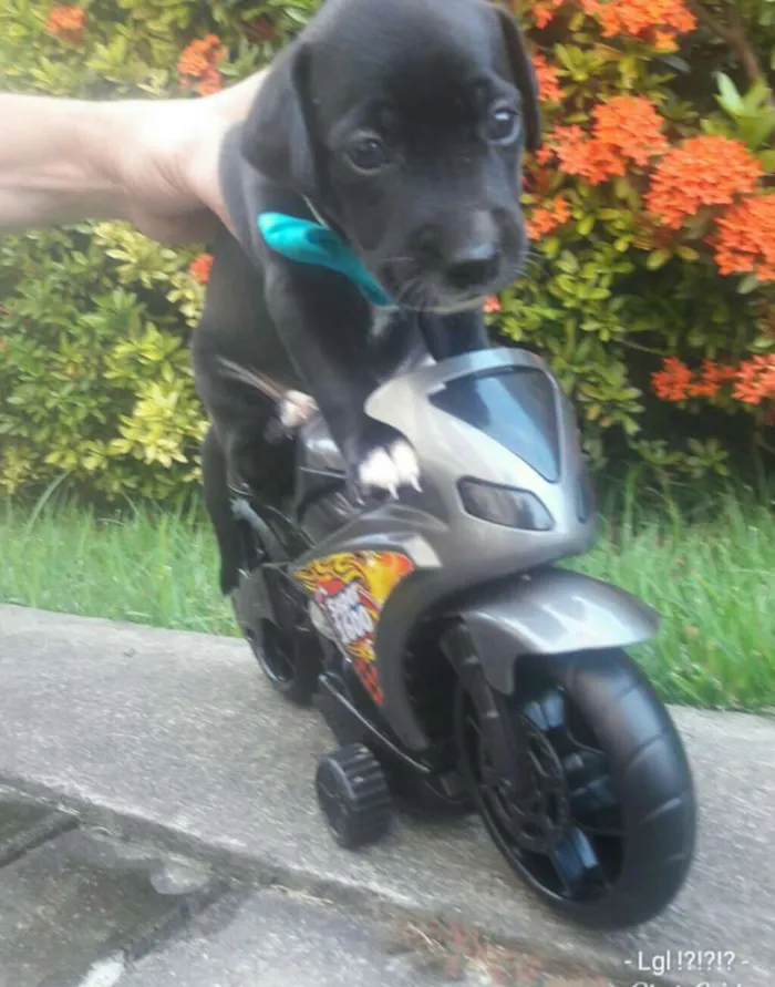 Cachorro ra a Sem Raça Definida. idade Abaixo de 2 meses nome Sem Nome...