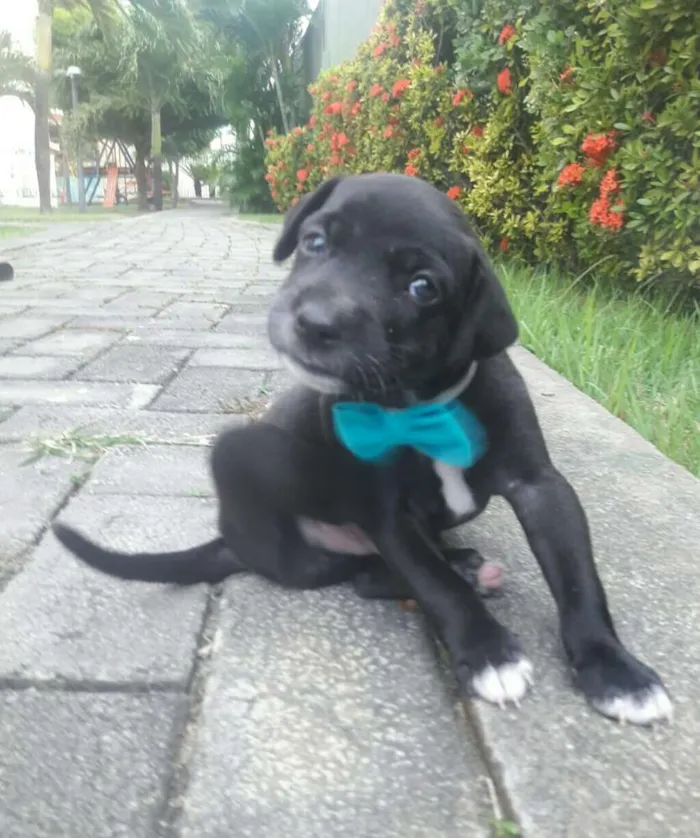 Cachorro ra a Sem Raça Definida. idade Abaixo de 2 meses nome Sem Nome...