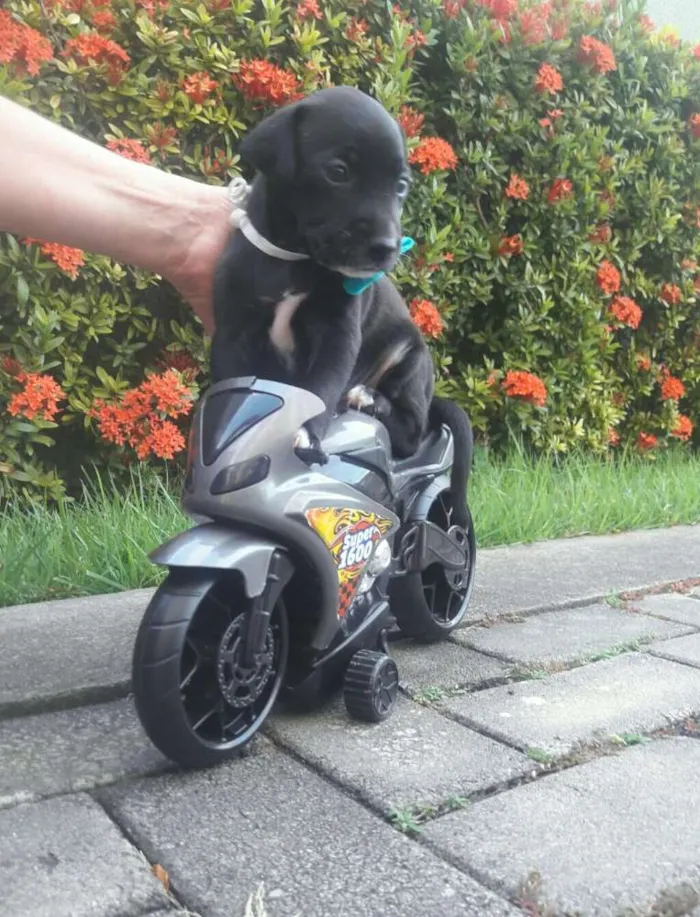 Cachorro ra a Sem Raça Definida. idade Abaixo de 2 meses nome Sem Nome...