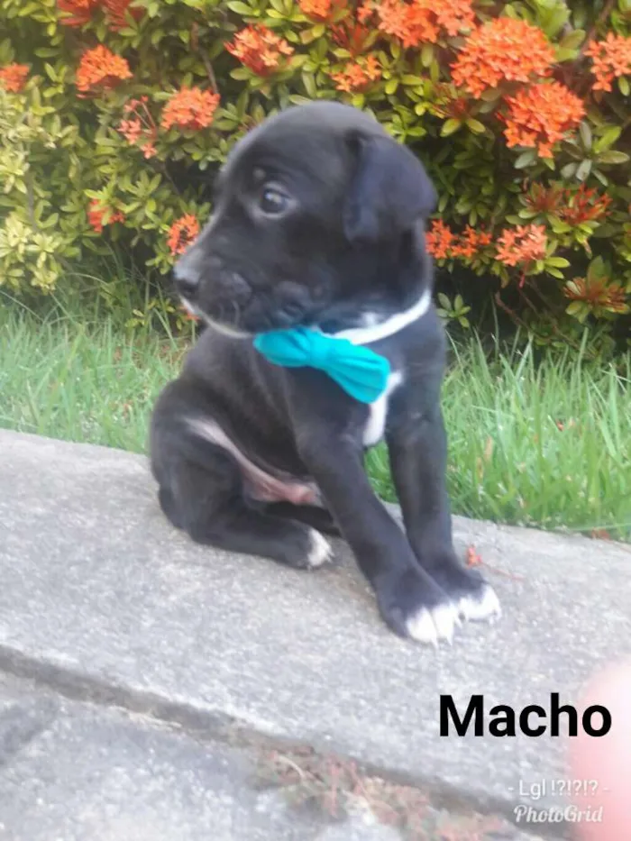 Cachorro ra a Sem Raça Definida. idade Abaixo de 2 meses nome Sem Nome...