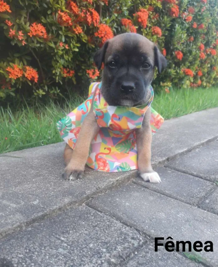 Cachorro ra a SEM RAÇA DEFINIDA.  idade Abaixo de 2 meses nome SEM NOME.