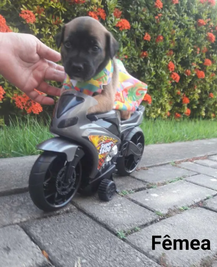 Cachorro ra a SEM RAÇA DEFINIDA.  idade Abaixo de 2 meses nome SEM NOME.