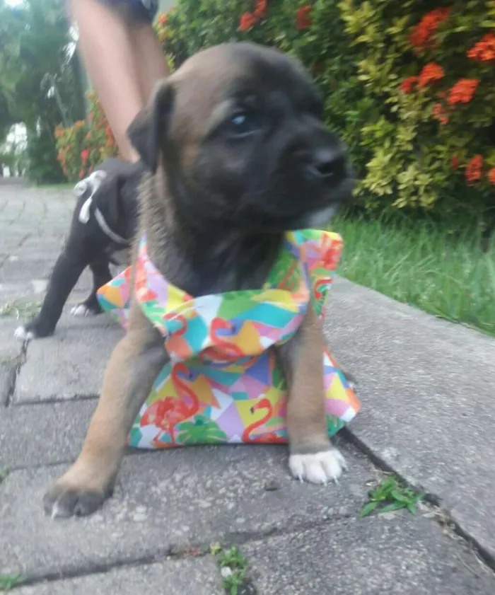 Cachorro ra a SEM RAÇA DEFINIDA.  idade Abaixo de 2 meses nome SEM NOME.