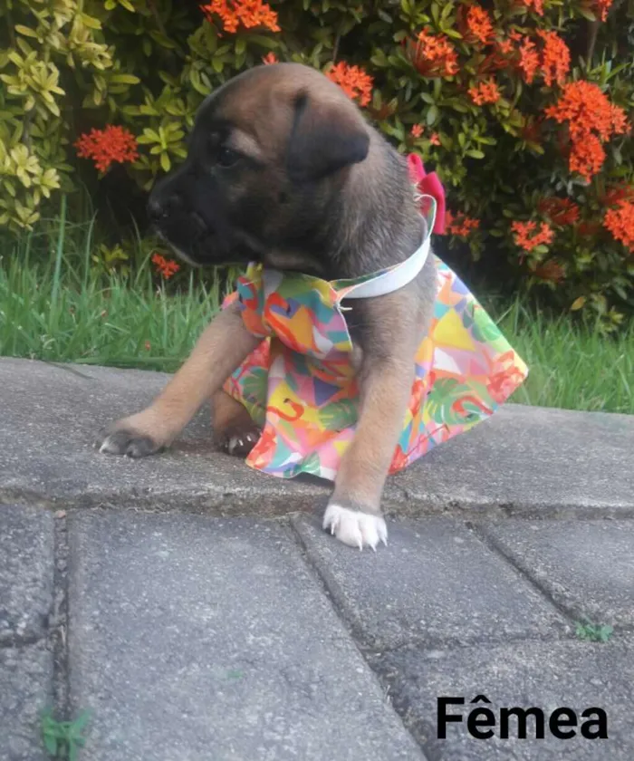 Cachorro ra a SEM RAÇA DEFINIDA.  idade Abaixo de 2 meses nome SEM NOME.