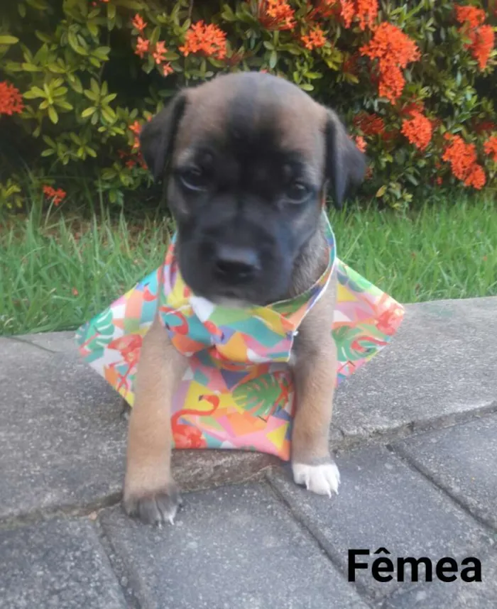 Cachorro ra a SEM RAÇA DEFINIDA.  idade Abaixo de 2 meses nome SEM NOME.