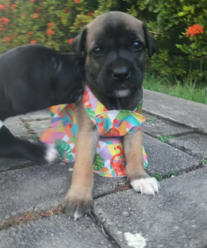Cachorro ra a SEM RAÇA DEFINIDA.  idade Abaixo de 2 meses nome SEM NOME.