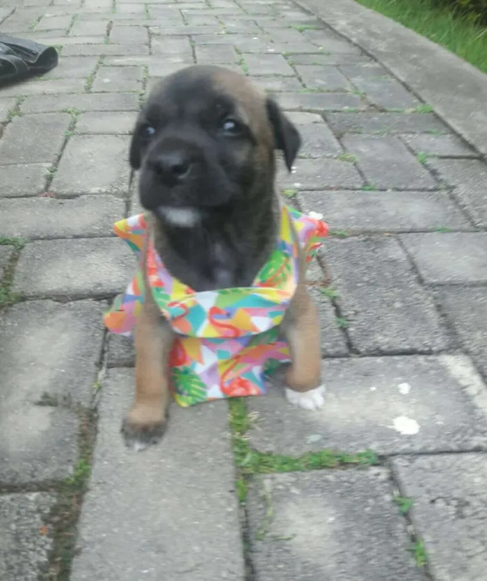 Cachorro ra a SEM RAÇA DEFINIDA.  idade Abaixo de 2 meses nome SEM NOME.