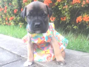 Cachorro raça SEM RAÇA DEFINIDA.  idade Abaixo de 2 meses nome SEM NOME.
