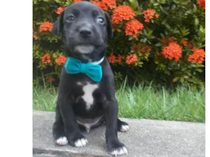 Cachorro raça Sem Raça Definida. idade Abaixo de 2 meses nome Sem Nome...