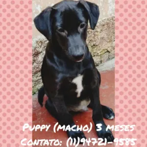 Cachorro raça Srd idade 2 a 6 meses nome Hugo
