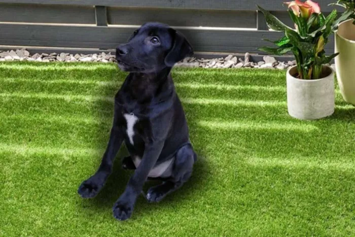 Cachorro ra a Srd idade 2 a 6 meses nome Hugo