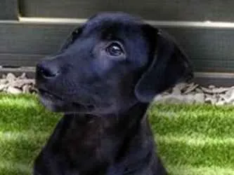 Cachorro ra a Srd idade 2 a 6 meses nome Hugo
