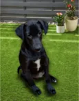 Hugo