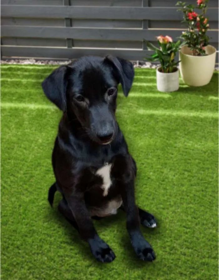Cachorro ra a Srd idade 2 a 6 meses nome Hugo