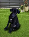 Hugo
