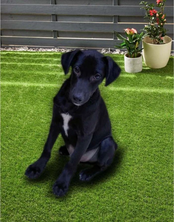 Cachorro ra a Srd idade 2 a 6 meses nome Hugo