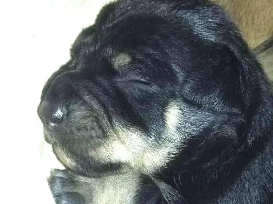 Cachorro ra a Vira lata  idade Abaixo de 2 meses nome Pantera,Akira,Logan