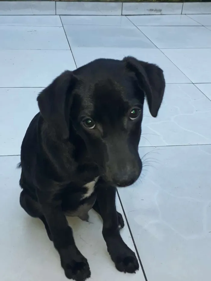 Cachorro ra a Srd idade 2 a 6 meses nome Hugo