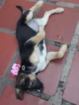 SOL