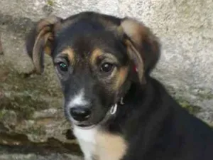 Cachorro raça Srd idade 2 a 6 meses nome SOL