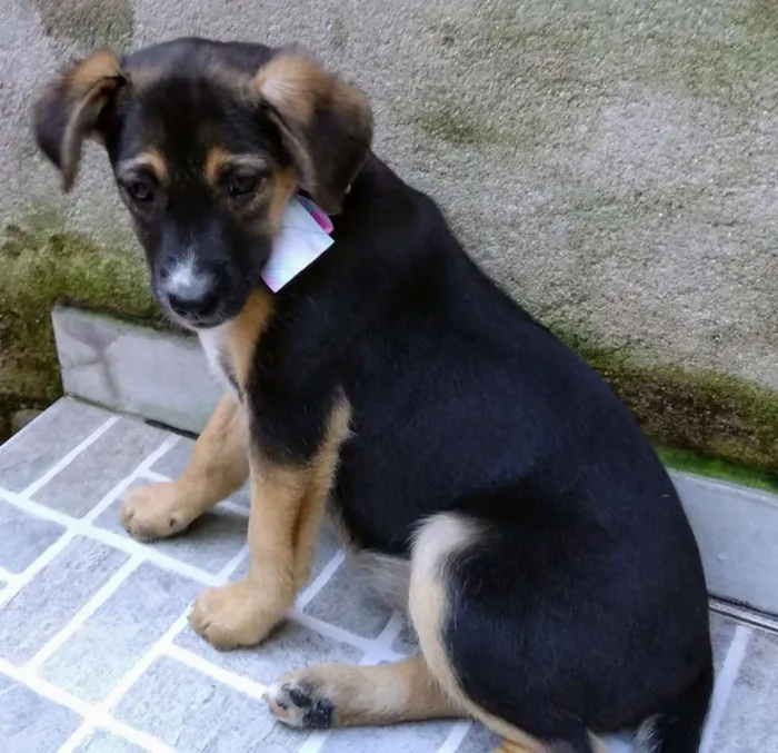 Cachorro ra a Srd idade 2 a 6 meses nome SOL