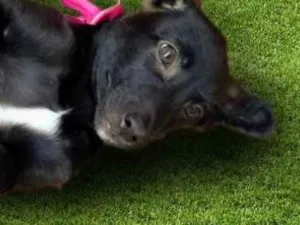 Cachorro raça Srd idade 2 a 6 meses nome Nina