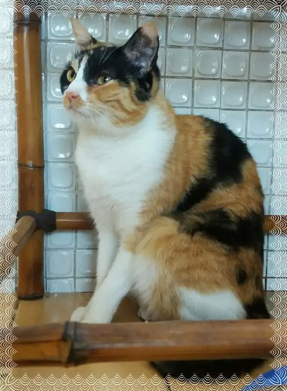 Gato ra a srd idade 3 anos nome Luna & Agatha