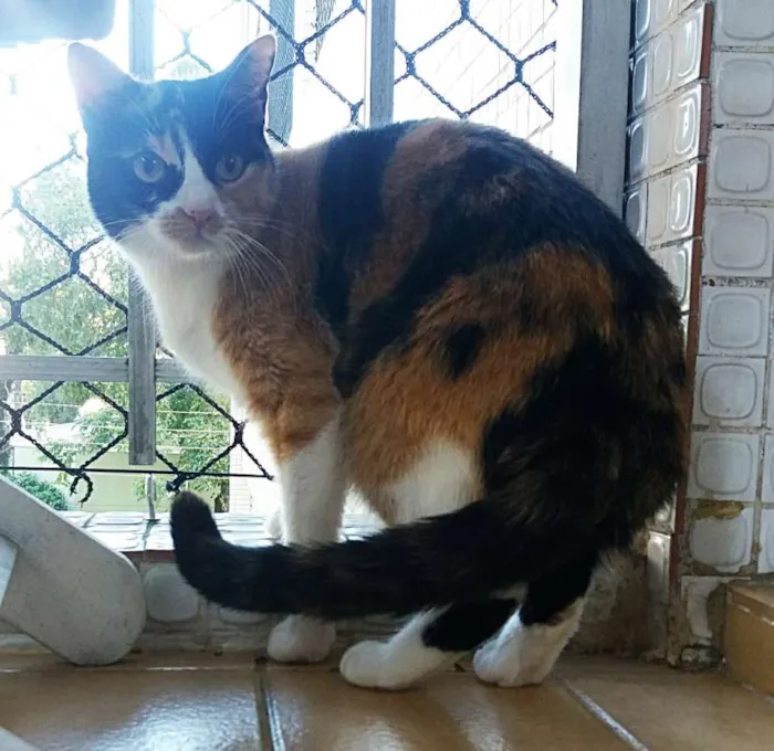 Gato ra a srd idade 3 anos nome Luna & Agatha