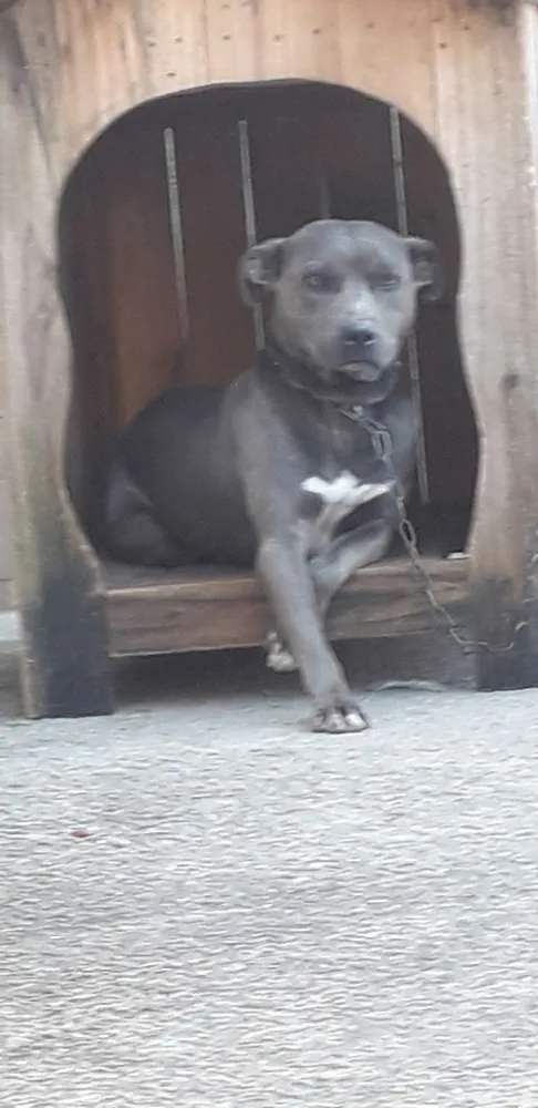 Cachorro ra a RAÇA INDEFINIDA idade 3 anos nome MAX