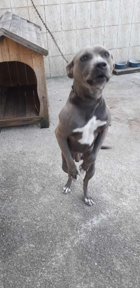 Cachorro ra a RAÇA INDEFINIDA idade 3 anos nome MAX