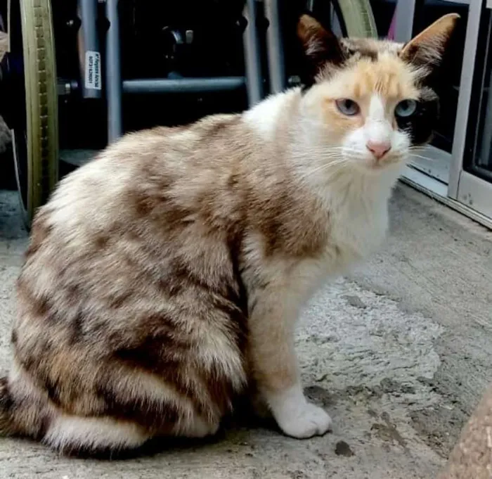 Gato ra a srd idade 2 anos nome Maria