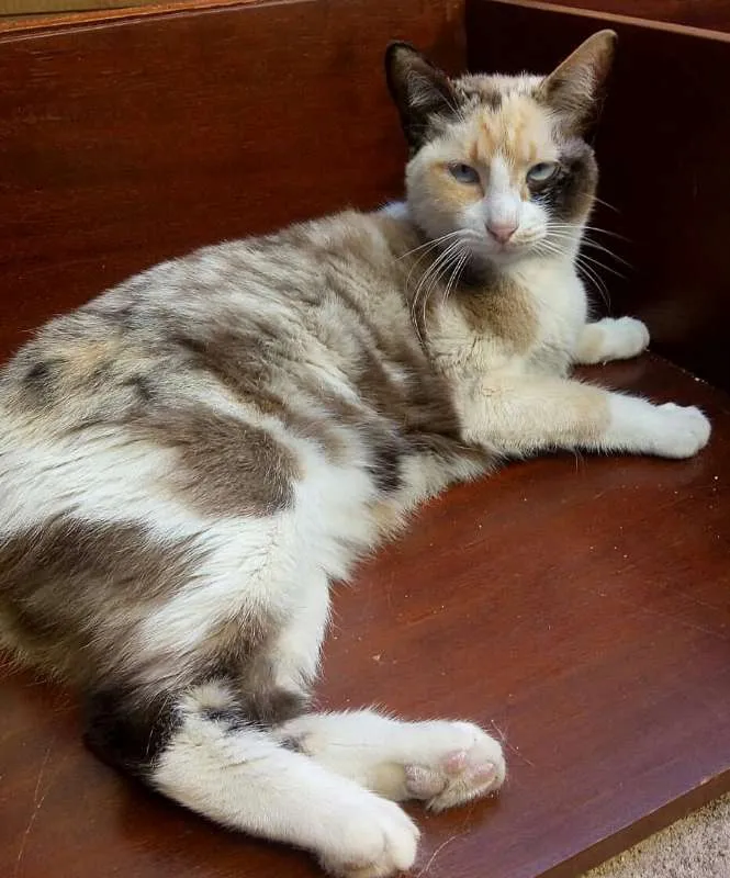 Gato ra a srd idade 2 anos nome Maria