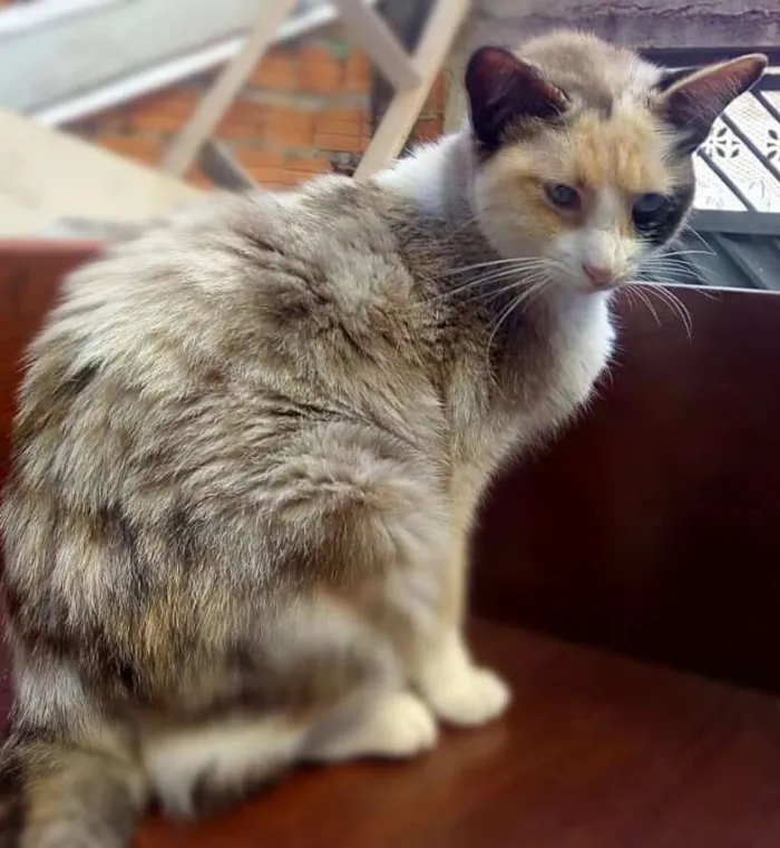 Gato ra a srd idade 2 anos nome Maria
