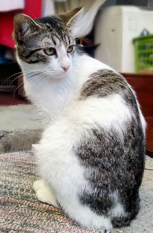 Gato ra a srd idade 2 a 6 meses nome Princesa