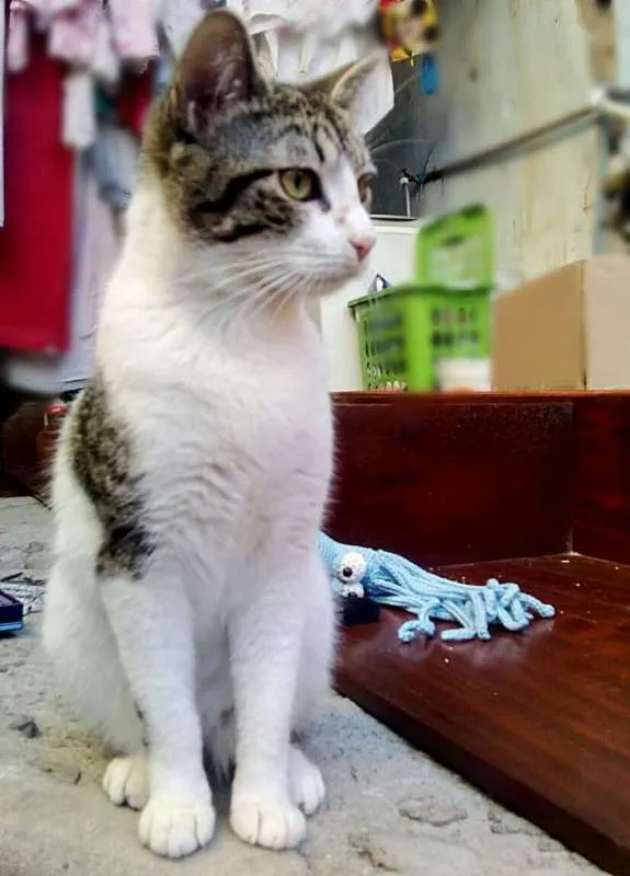 Gato ra a srd idade 2 a 6 meses nome Princesa