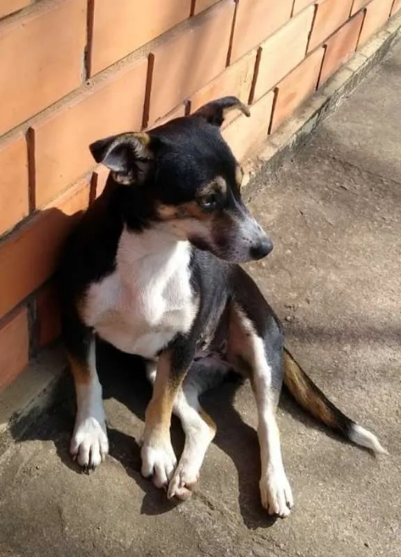 Cachorro ra a SRD idade 2 anos nome Chica