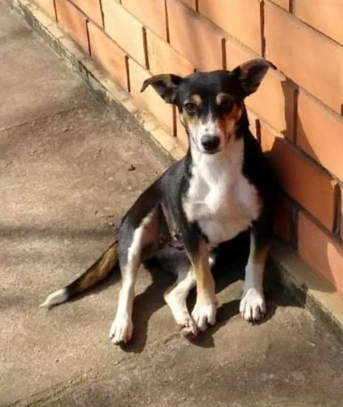 Cachorro ra a SRD idade 2 anos nome Chica