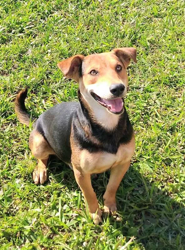 Cachorro ra a SRD idade 2 anos nome Peter