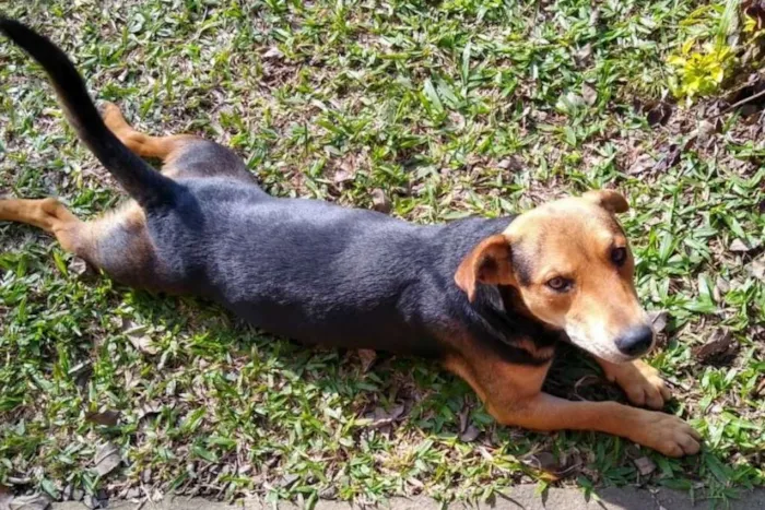 Cachorro ra a SRD idade 2 anos nome Peter