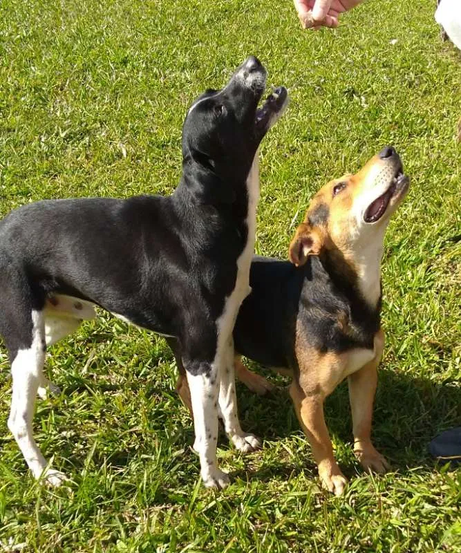 Cachorro ra a SRD idade 2 anos nome Peter