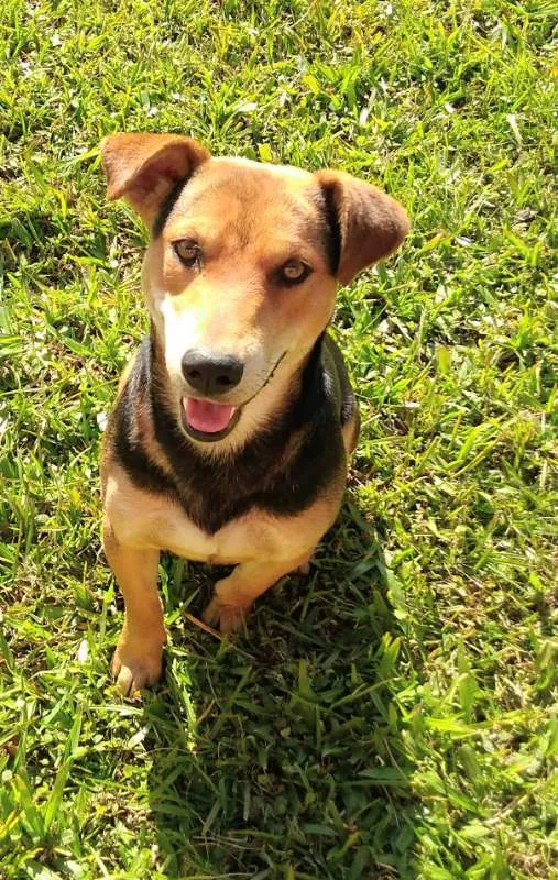Cachorro ra a SRD idade 2 anos nome Peter