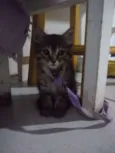 SAFIRINHA