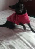 Maju
